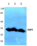 Aquaporin 3 Antibody in Western Blot (WB)