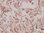 MRPS9 Antibody in Immunohistochemistry (Paraffin) (IHC (P))