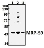 MRPS9 Antibody in Western Blot (WB)