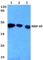 MRPS9 Antibody in Western Blot (WB)