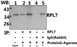 RPL7 Antibody in Immunoprecipitation (IP)