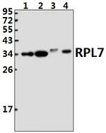 RPL7 Antibody in Western Blot (WB)