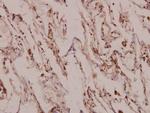 MINT3 Antibody in Immunohistochemistry (Paraffin) (IHC (P))