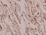 MINT3 Antibody in Immunohistochemistry (Paraffin) (IHC (P))