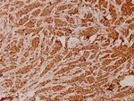 ATP5I Antibody in Immunohistochemistry (Paraffin) (IHC (P))