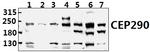 CEP290 Antibody in Western Blot (WB)