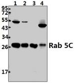 RAB5C Antibody in Western Blot (WB)