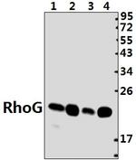 RhoG Antibody in Western Blot (WB)