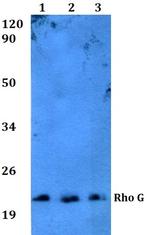 RhoG Antibody in Western Blot (WB)