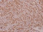 Phospho-AMPK alpha-1 (Ser486) Antibody in Immunohistochemistry (Paraffin) (IHC (P))