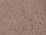 Phospho-ATF4 (Ser245) Antibody in Immunohistochemistry (Paraffin) (IHC (P))