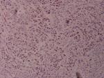 Phospho-c-Jun (Thr239) Antibody in Immunohistochemistry (Paraffin) (IHC (P))