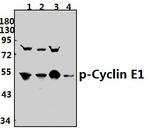 Phospho-Cyclin E (Thr395) Antibody in Western Blot (WB)