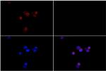 Phospho-JAK2 (Tyr1007) Antibody in Immunocytochemistry (ICC/IF)