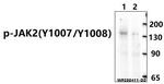 Phospho-JAK2 (Tyr1007) Antibody in Western Blot (WB)