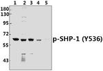 Phospho-SHP-1 (Tyr536) Antibody in Western Blot (WB)