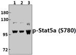 Phospho-STAT5 alpha (Ser780) Antibody in Western Blot (WB)