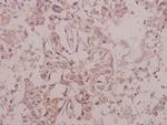 Phospho-TrkB (Tyr516) Antibody in Immunohistochemistry (Paraffin) (IHC (P))