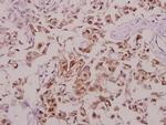 Phospho-Tyrosine Hydroxylase (Ser71) Antibody in Immunohistochemistry (Paraffin) (IHC (P))