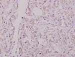 Phospho-Caspase 8 (Ser347) Antibody in Immunohistochemistry (Paraffin) (IHC (P))