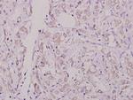 Phospho-Caspase 8 (Ser347) Antibody in Immunohistochemistry (Paraffin) (IHC (P))