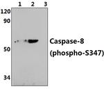 Phospho-Caspase 8 (Ser347) Antibody in Western Blot (WB)