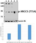 Phospho-Ku80 (Thr714) Antibody in Western Blot (WB)