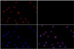 Phospho-AKT Pan (Thr450, Thr451, Thr447) Antibody in Immunocytochemistry (ICC/IF)