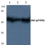 Phospho-AKT Pan (Thr450, Thr451, Thr447) Antibody in Western Blot (WB)