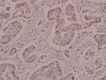 Phospho-ATP1A1 (Ser16) Antibody in Immunohistochemistry (Paraffin) (IHC (P))