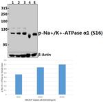 Phospho-ATP1A1 (Ser16) Antibody in Western Blot (WB)