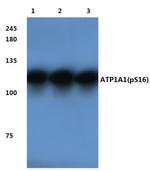 Phospho-ATP1A1 (Ser16) Antibody in Western Blot (WB)