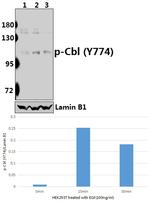 Phospho-c-Cbl (Tyr774) Antibody in Western Blot (WB)