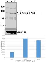 Phospho-c-Cbl (Tyr674) Antibody in Western Blot (WB)