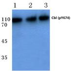 Phospho-c-Cbl (Tyr674) Antibody in Western Blot (WB)