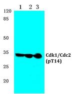 Phospho-CDK1 (Thr14) Antibody in Western Blot (WB)