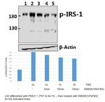 Phospho-IRS1 (Ser323) Antibody in Western Blot (WB)