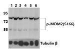 Phospho-MDM2 (Ser166) Antibody in Western Blot (WB)