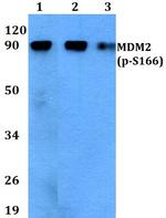 Phospho-MDM2 (Ser166) Antibody in Western Blot (WB)