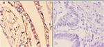 Phospho-Caspase 3 (Ser150) Antibody in Immunohistochemistry (Paraffin) (IHC (P))