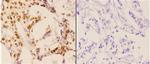 Phospho-Caspase 3 (Ser150) Antibody in Immunohistochemistry (Paraffin) (IHC (P))