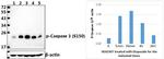 Phospho-Caspase 3 (Ser150) Antibody in Western Blot (WB)