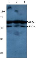 Phospho-JNK1/JNK2/JNK3 (Thr183, Tyr185) Antibody in Western Blot (WB)