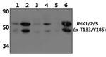 Phospho-JNK1/JNK2/JNK3 (Thr183, Tyr185) Antibody in Western Blot (WB)