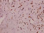 Phospho-RyR2 (Ser2808) Antibody in Immunohistochemistry (Paraffin) (IHC (P))