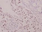 Phospho-p47phox (Ser304) Antibody in Immunohistochemistry (Paraffin) (IHC (P))