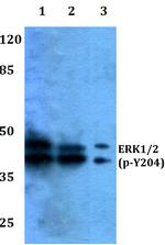 Phospho-ERK1/ERK2 (Tyr204) Antibody in Western Blot (WB)