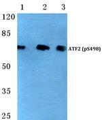 Phospho-ATF2 (Ser498) Antibody in Western Blot (WB)