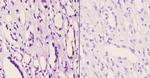 Phospho-GRB10 (Tyr67) Antibody in Immunohistochemistry (Paraffin) (IHC (P))