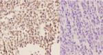 Phospho-HDAC1 (Ser421) Antibody in Immunohistochemistry (Paraffin) (IHC (P))